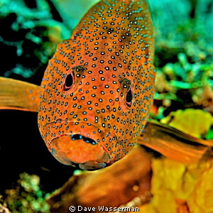 This fish would not move and was quite happy having me ta... by Dave Wasserman 